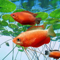Honey Gourami