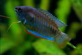 Thick Lipped Gourami