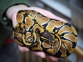 NORMAL MALE BALL PYTHON