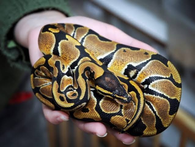 NORMAL MALE BALL PYTHON