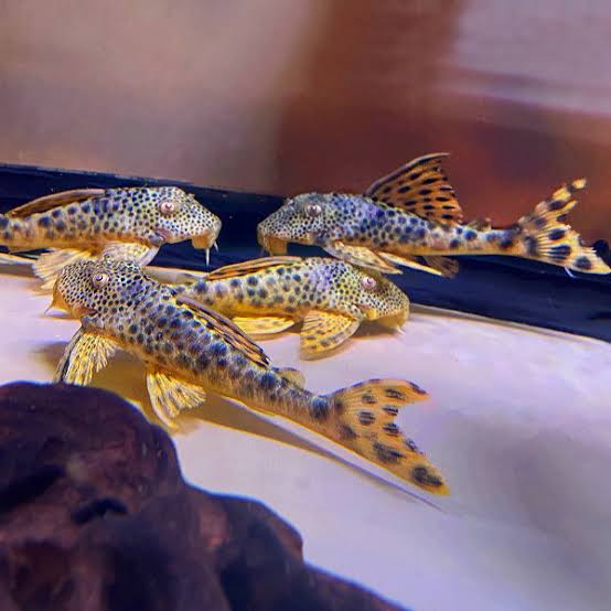 PLECO L-75 PARA PLECO HYPOSTOMUS SP.