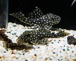 PLECO L-201 SNOW BALL HYPANCISTRUS INSPECTOR