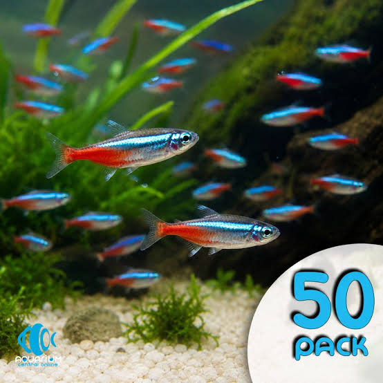 Neon Tetras XLARGE