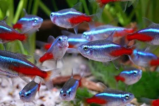 Neon Tetras XLARGE