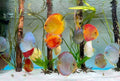 DISCUS ASSORTED