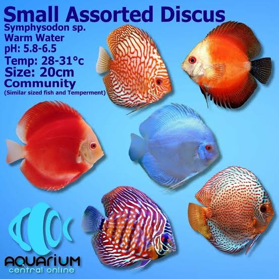 DISCUS ASSORTED