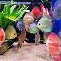 DISCUS ASSORTED