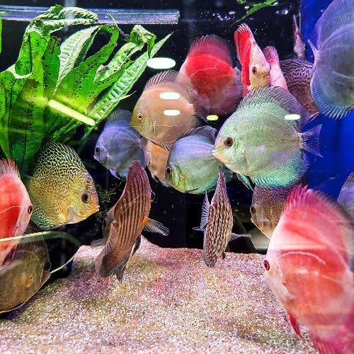 DISCUS ASSORTED