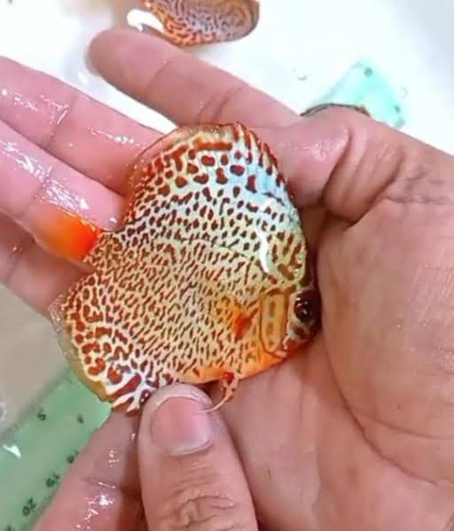 DISCUS SAKURA LEOPARD