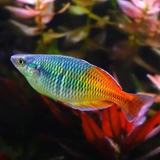 Bosemani Rainbow Fish