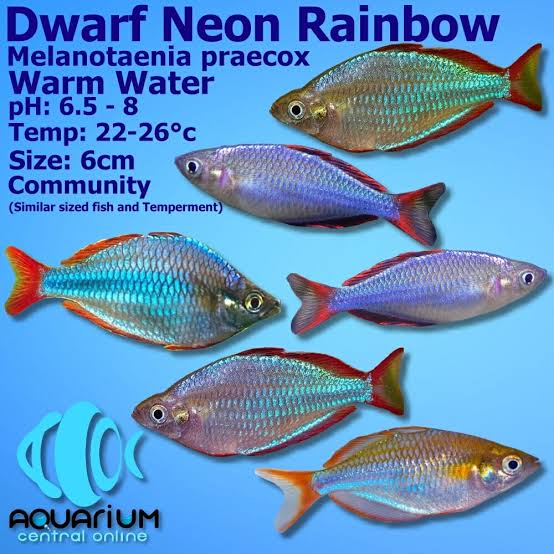 Neon Dwarf Rainbow Fish