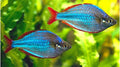 Neon Dwarf Rainbow Fish
