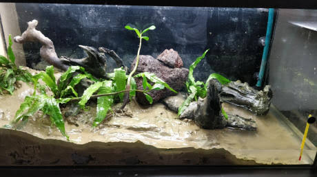 Mudskipper -African