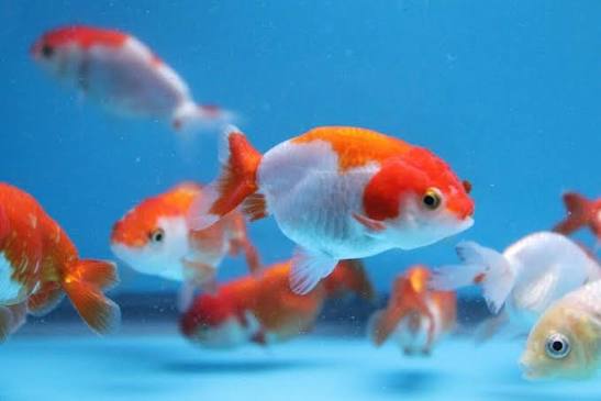 Ranchus