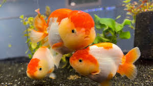 Ranchus