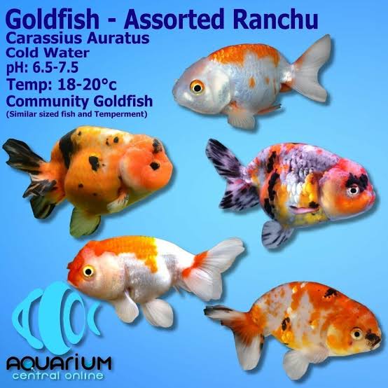 Ranchus