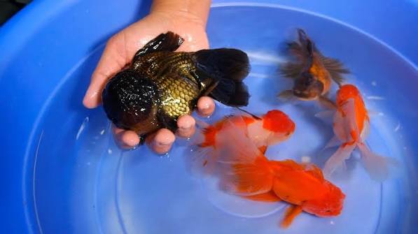 Oranda Large