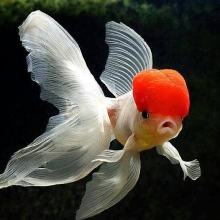 Oranda Large