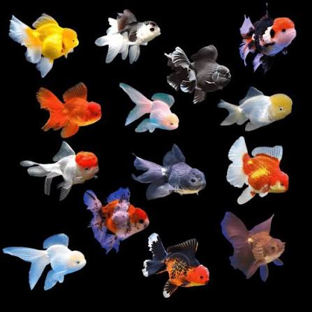 Oranda Large