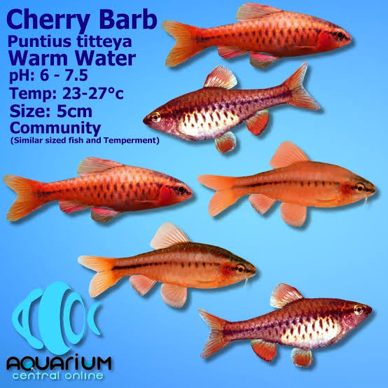 Cherry Barbs