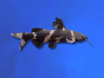 CATFISH BUMBLE BEE