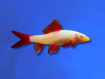 SHARK RAINBOW ALBINO