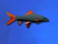 SHARK RAINBOW