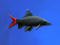 SHARK RED TAIL BLACK