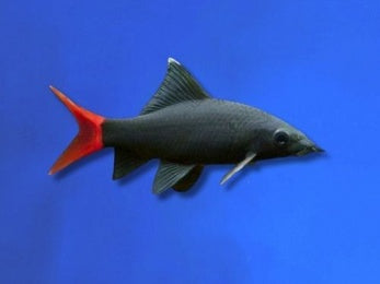 SHARK RED TAIL BLACK