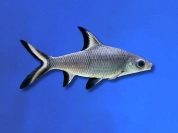 SHARK SILVER / BALA